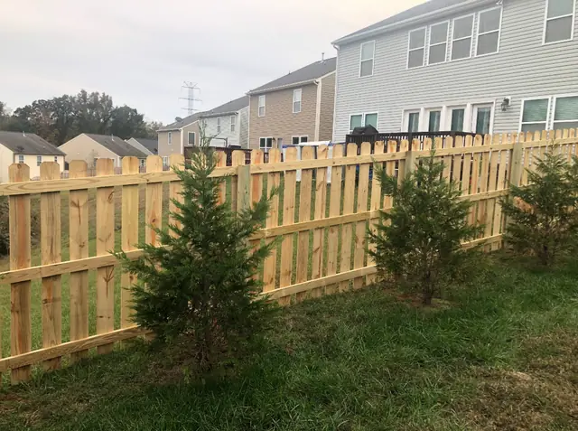 Wood semi-privacy fence with spaced dog-ear boards behind young evergreens.
